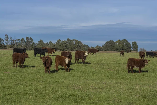 Nekler Çim Sahası Pampa Argentina Yem — Stok fotoğraf