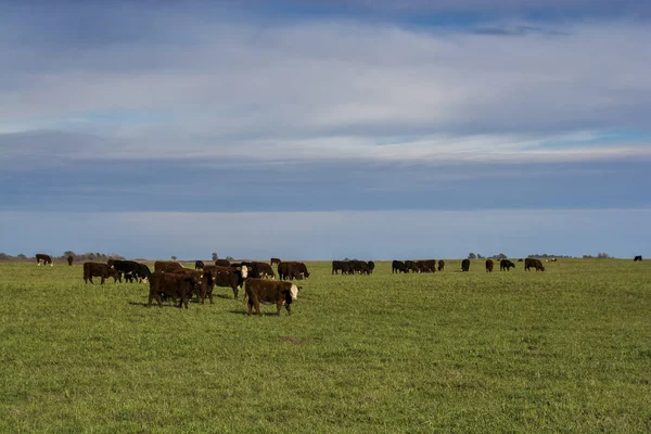 Cows feed at grass field, La Pampa, Argentina