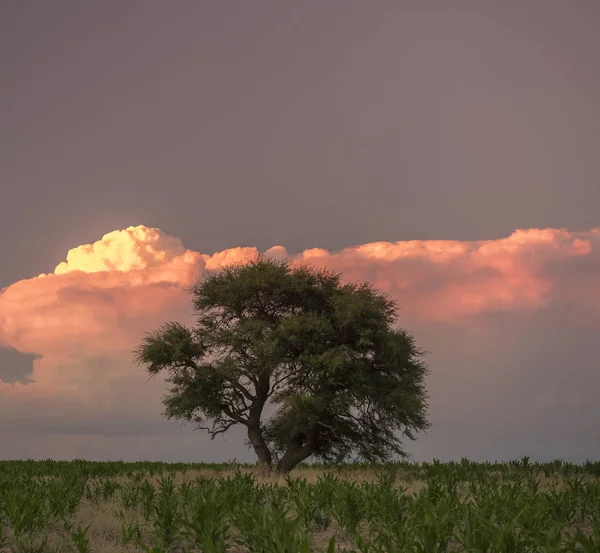 Drzewo Calden Krajobraz Pampas — Zdjęcie stockowe