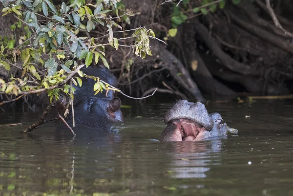 Hipopótamos Naturaleza Salvaje Sudáfrica — Foto de Stock