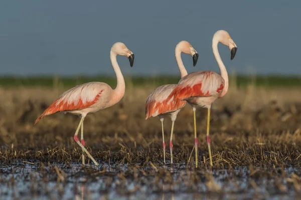 Flamants Roses Patagonie Argentine — Photo