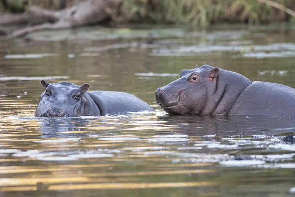 Nijlpaarden Wilde Natuur Zuid Afrika — Stockfoto