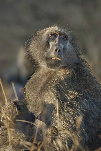 Baboon Monkey Wild Nature Africa — Stock Photo, Image