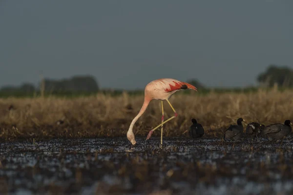 Flamingos Feeding Low Tide Peninsula Valdes Παταγονία Αργεντινή — Φωτογραφία Αρχείου