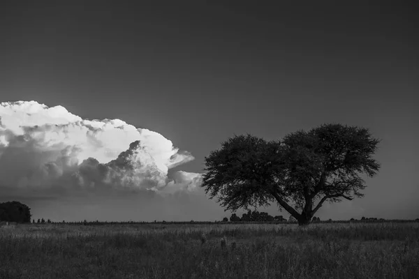 Calden Tree Landschaft Pampa — Stockfoto