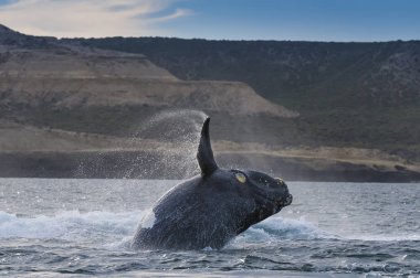 Balina sıçrama sıçrama, Patagonya