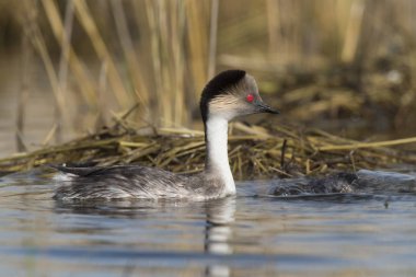Simli batağan, Patagonia, Arjantin