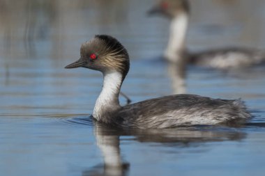 Simli batağan, Patagonia, Arjantin