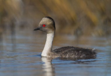 Simli batağan, Patagonia, Arjantin