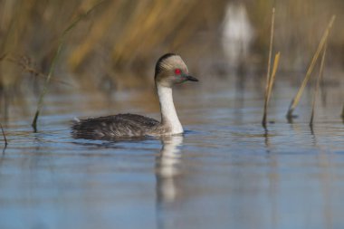 Simli batağan, Patagonia, Arjantin