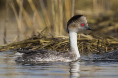 Simli batağan, Patagonia, Arjantin