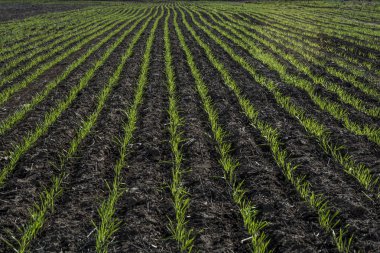 Tarım alanında büyüme, La Pampa, Argentina