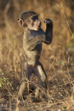 Maymun maymunu vahşi doğada, Afrika 