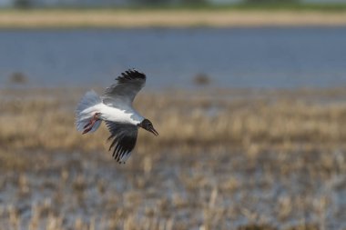 Kahverengi kukuletalı martı, Patagonya