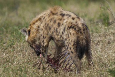 Hyena in wild nature of South Africa clipart
