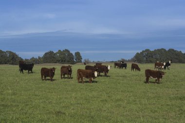 İnekler çim sahası, La Pampa, Argentina yem