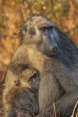 Babun primatlar vahşi doğada, Afrika 