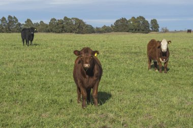 İnekler çim sahası, La Pampa, Argentina yem