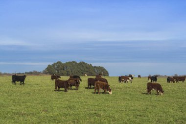 İnekler çim sahası, La Pampa, Argentina yem