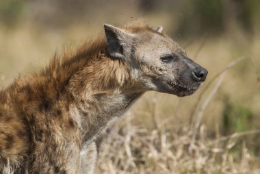 Güney Afrika'nın vahşi doğada sırtlan