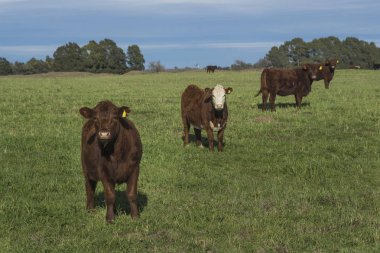 İnekler çim sahası, La Pampa, Argentina yem