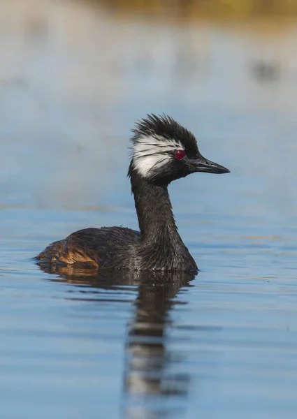 Beyaz Tufted Batağan Pampa Arjantin — Stok fotoğraf