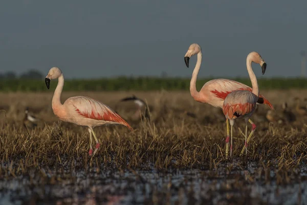 Flamingo Fåglar Patagonien Argentina — Stockfoto