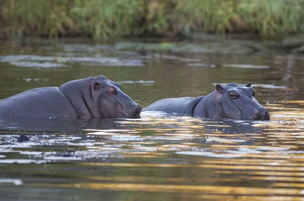 Hipopótamos Naturaleza Salvaje Sudáfrica — Foto de Stock