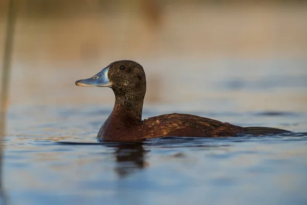 Lake Duck Patagônia Argentina — Fotografia de Stock