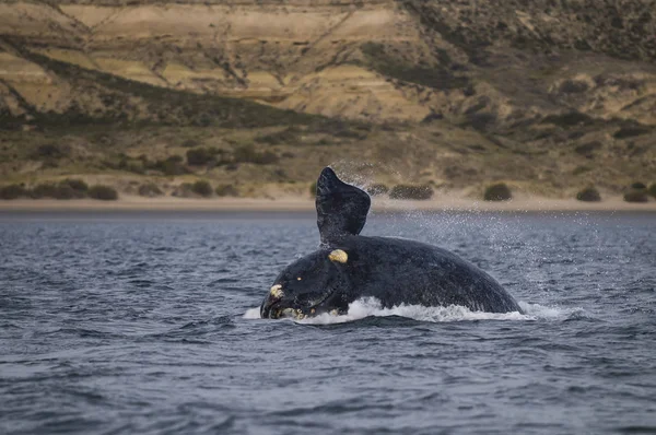 Baleine Noire Sud Patagonie Argentine — Photo