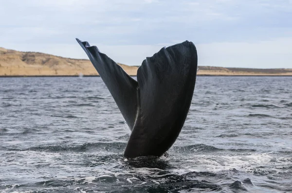 Baleine Noire Sud Patagonie Argentine — Photo