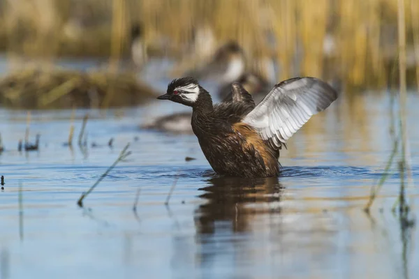 Grebe Touffes Blanches Pampa Argentine — Photo