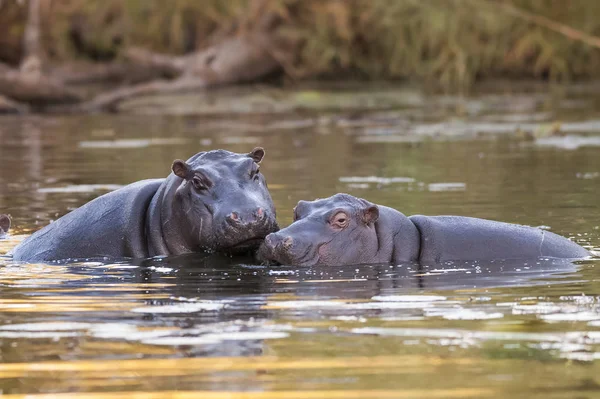 Hippos Natureza Selvagem África Sul — Fotografia de Stock