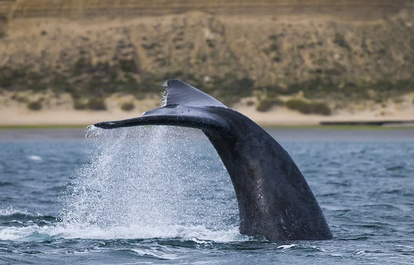 Baleine Noire Sud Patagonie Argentine — Photo