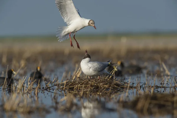 Brown Hooded Gull Patagonia — Stock Photo, Image