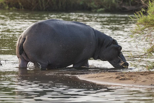 Hippo Wild Nature South Africa — Stock Photo, Image