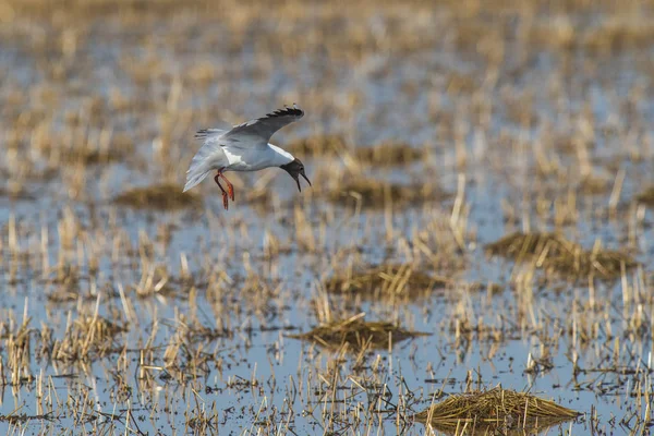 Gaviota Marrón Con Capucha Patagonia — Foto de Stock