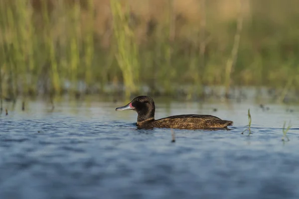 Lake Duck Patagônia Argentina — Fotografia de Stock