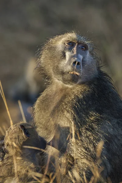 Baboon Monkey Wild Nature Africa — Stock Photo, Image