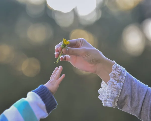 Hand Schenkt Eine Blume Mutter Und Sohn — Stockfoto