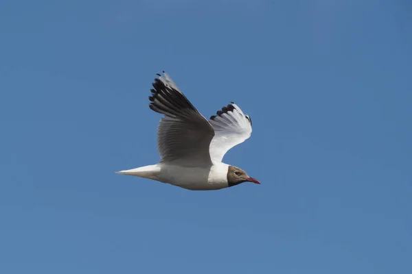 Bruine Kap Meeuw Patagonië — Stockfoto