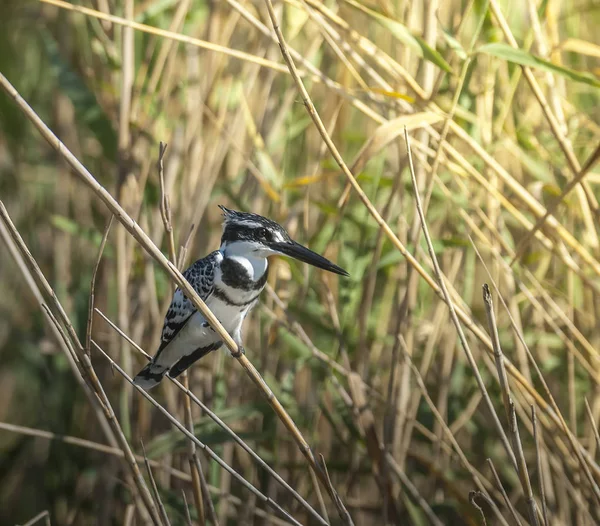 Vue Rapprochée Martin Pêcheur — Photo