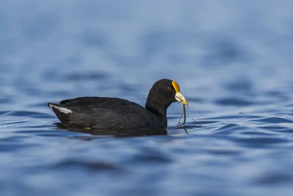 Blässhühner Wilder Natur — Stockfoto