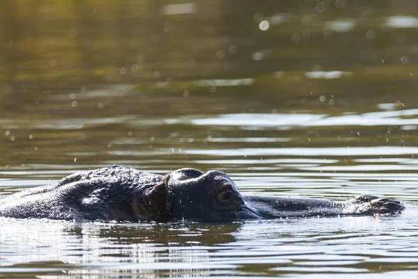 Hippo Vahşi Doğada Güney Afrika — Stok fotoğraf