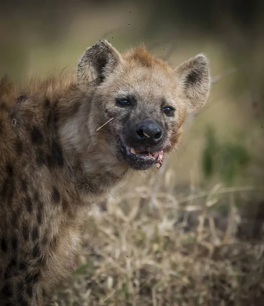 Hyena Natureza Selvagem África Sul — Fotografia de Stock