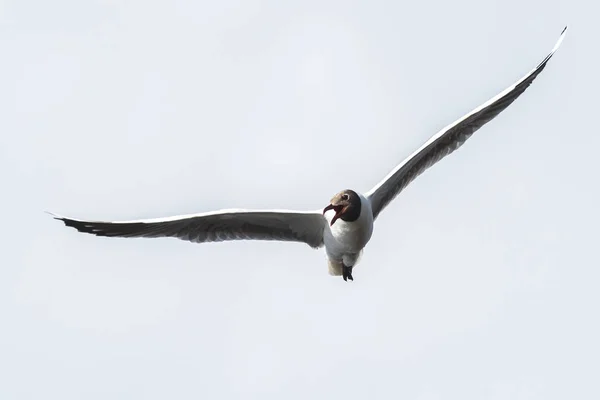 Gaviota Marrón Con Capucha Patagonia — Foto de Stock