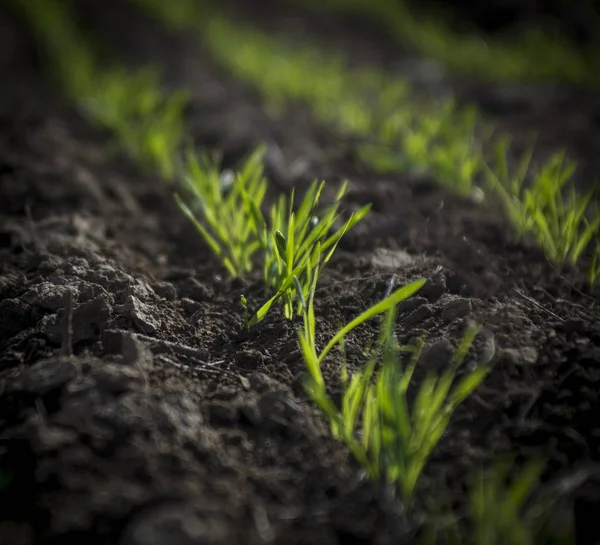 Landwirtschaftliches Feldwachstum Pampa Argentinien — Stockfoto