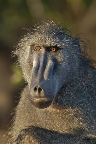 Macaco Babuíno Natureza Selvagem África — Fotografia de Stock