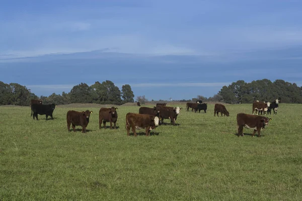Cows feed at grass field, La Pampa, Argentina