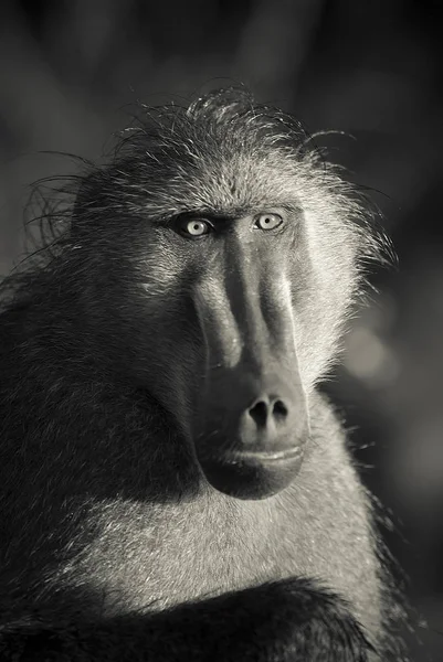 Μπαμπουίνος Μαϊμού Στην Άγρια Φύση Αφρική — Φωτογραφία Αρχείου